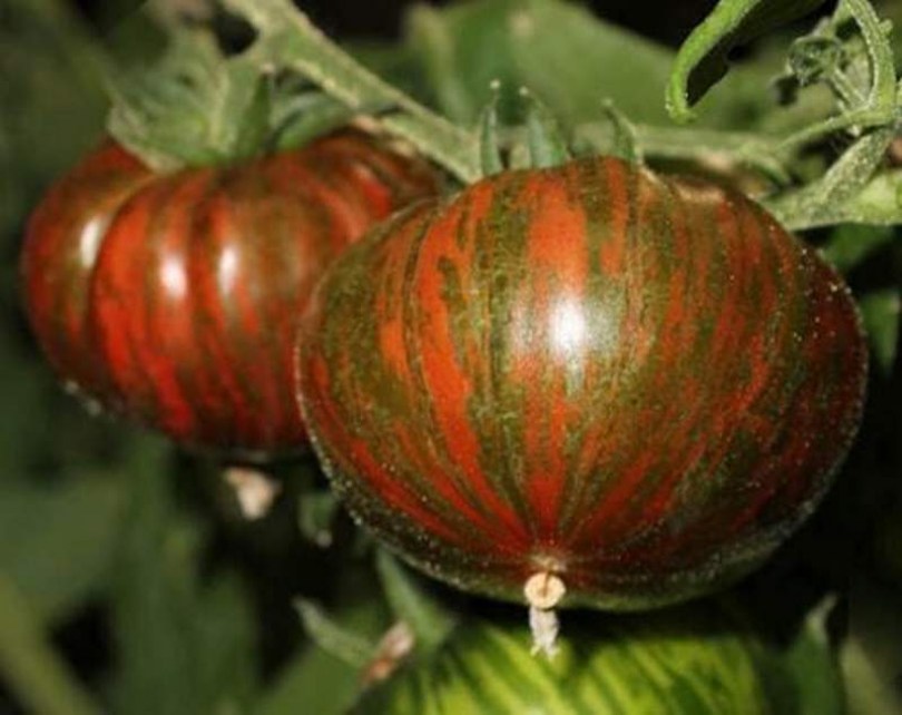 Csokoládé csíkos beefsteak paradicsom - Paradicsom különlegességek az Egzotikus Növények Stúdiója kínálatából